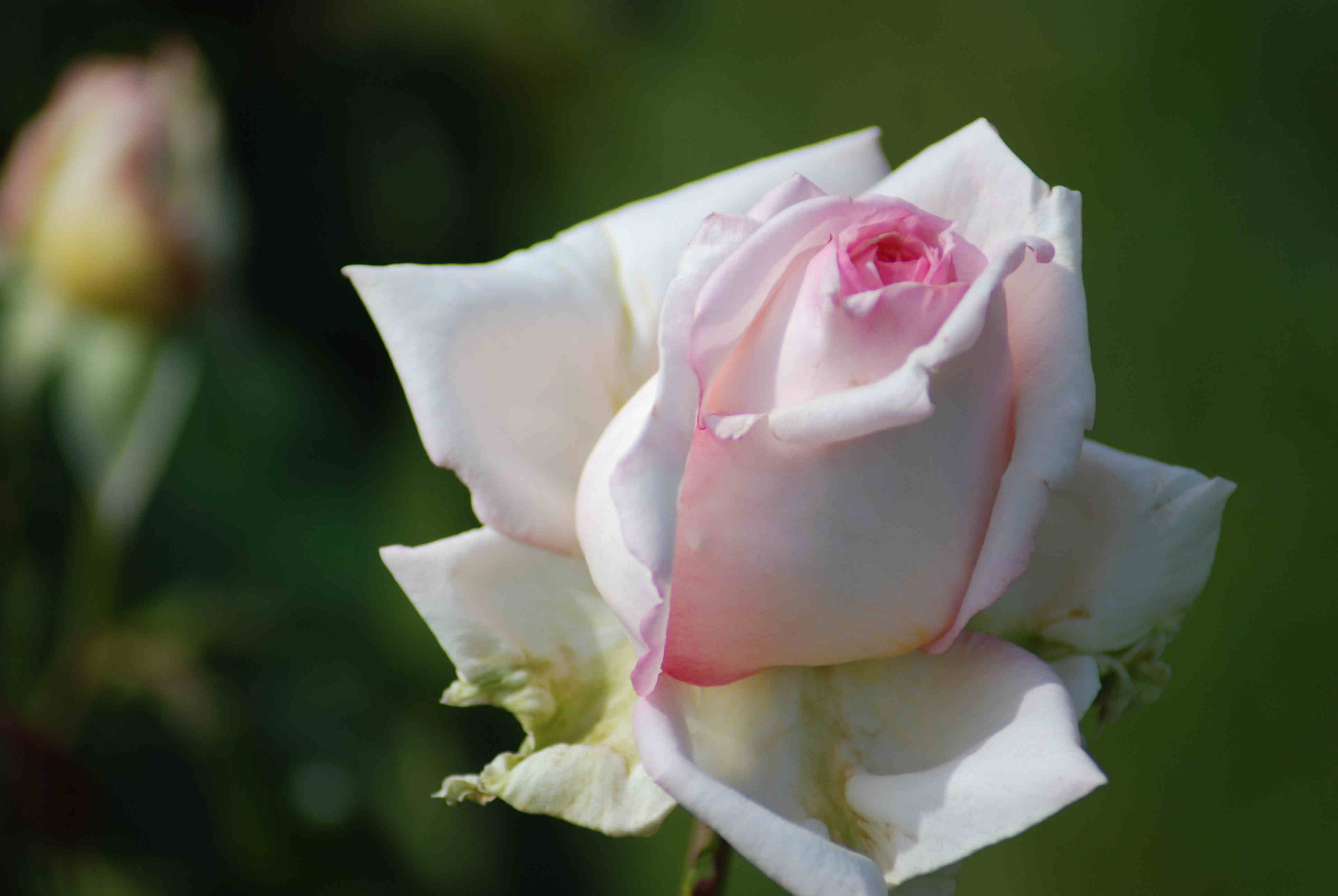 Meine Rose